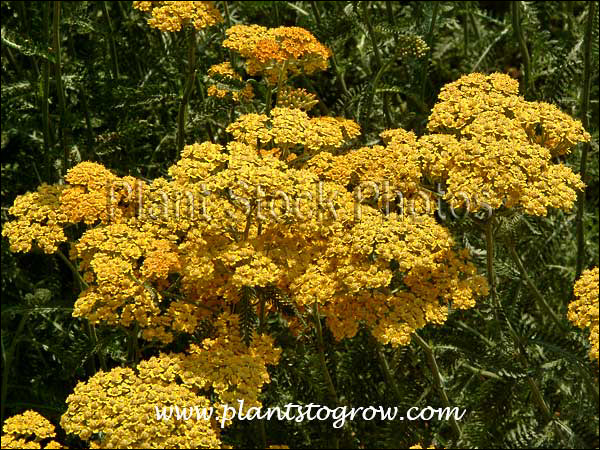 Each flat top group is made up of many tiny flowers